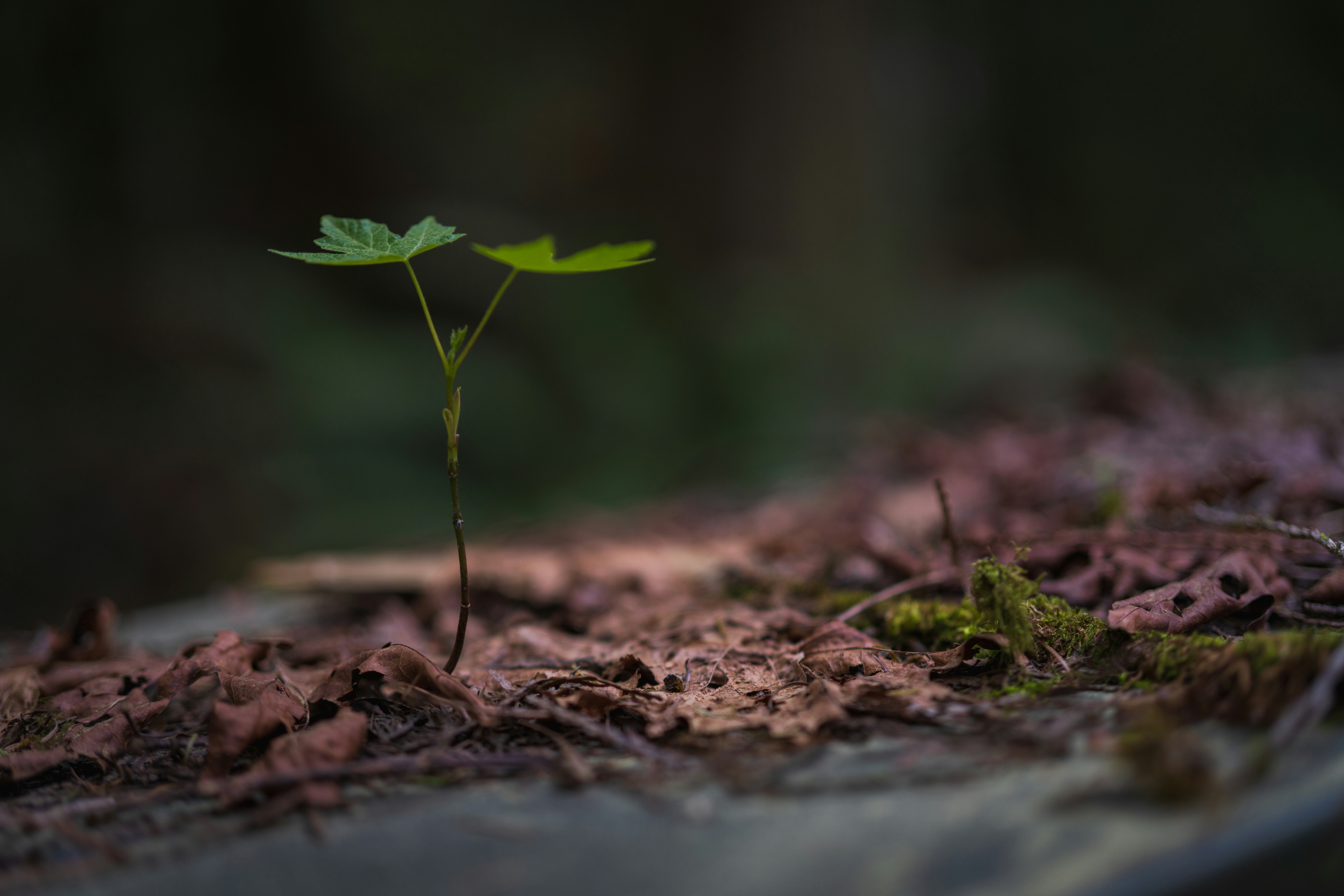 Photo by Perry Kibler on Unsplash